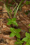 Licorice bedstraw